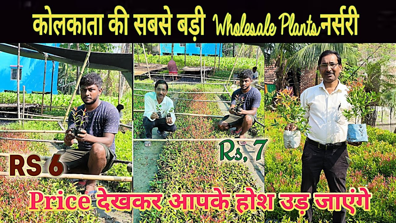 कोलकाता की सबसे बड़ी Wholesale प्लांट नर्सरी।। पौधे की Price जानकर आपका होश उड़ने लगेगा