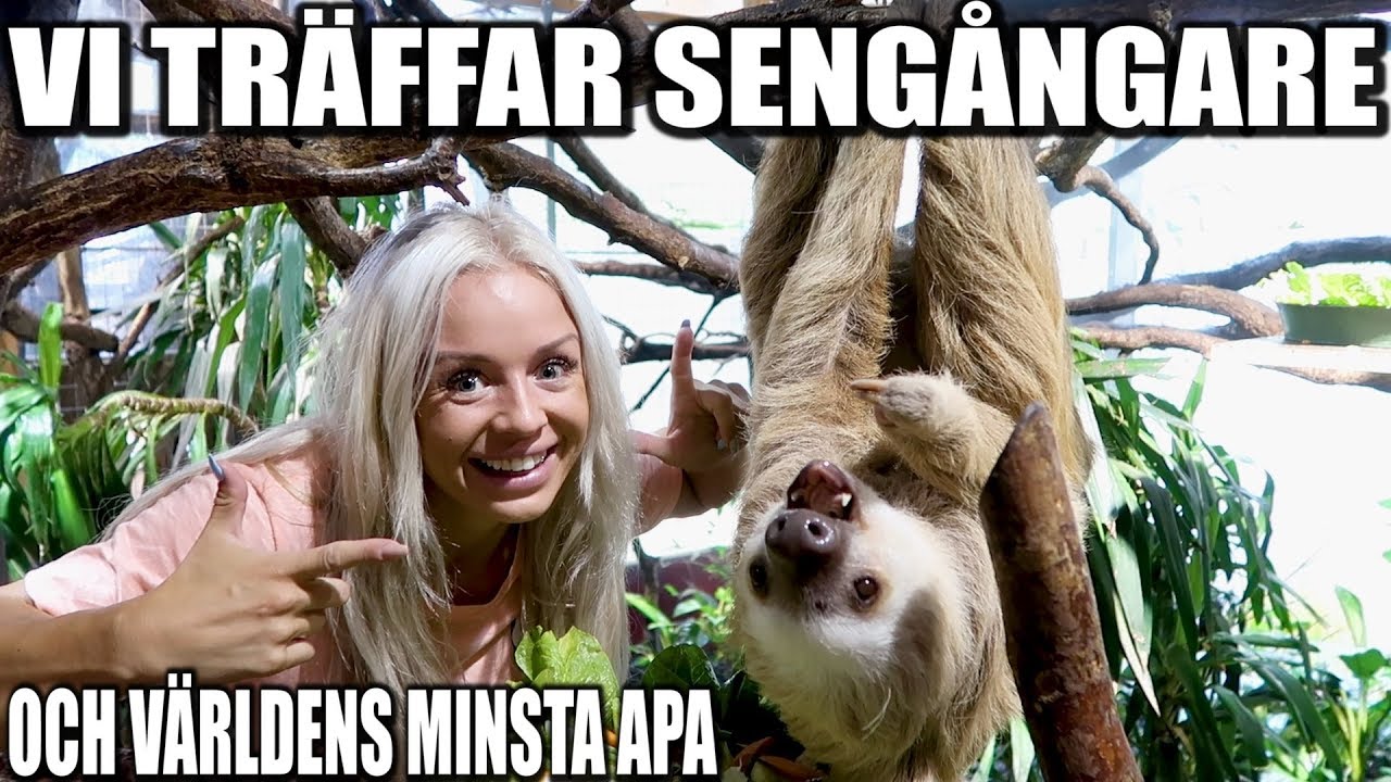 VI TRÄFFAR SENGÅNGARE OCH VÄRLDENS MINSTA APA *SÅ SÖTA*
