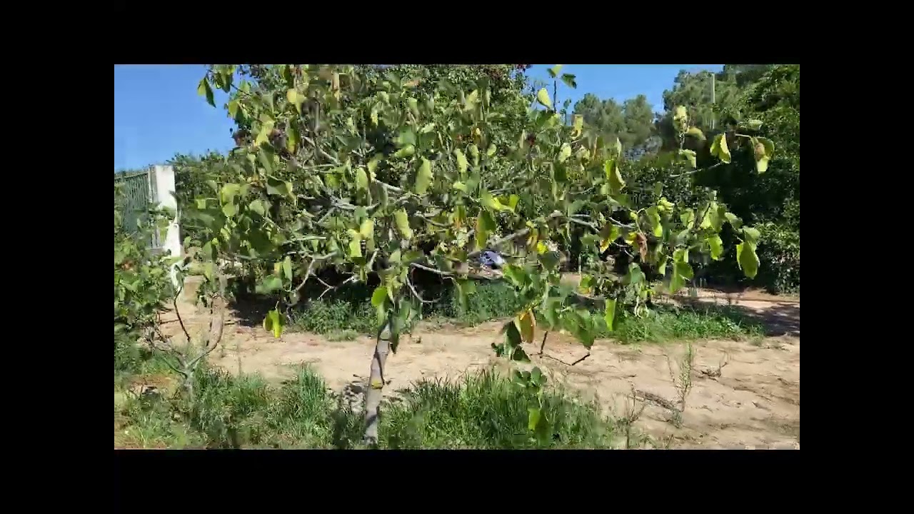 terreno Pinhal Novo Palmela