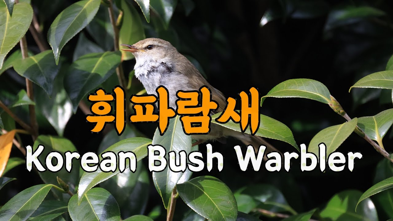 (새소리) 휘파람새  Korean Bush Warbler song