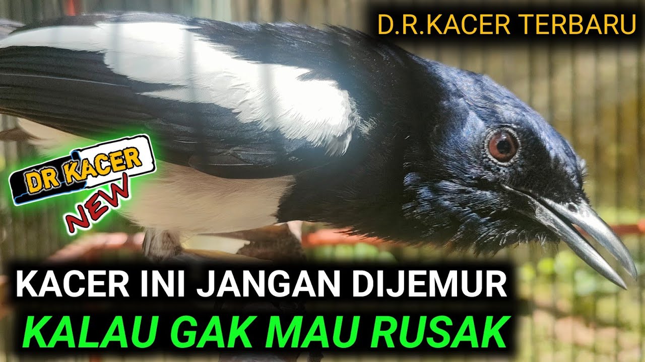 PANAS DALAM ?? MERAWAT KACER SUSAH KONSLET | DR KACER TERBARU