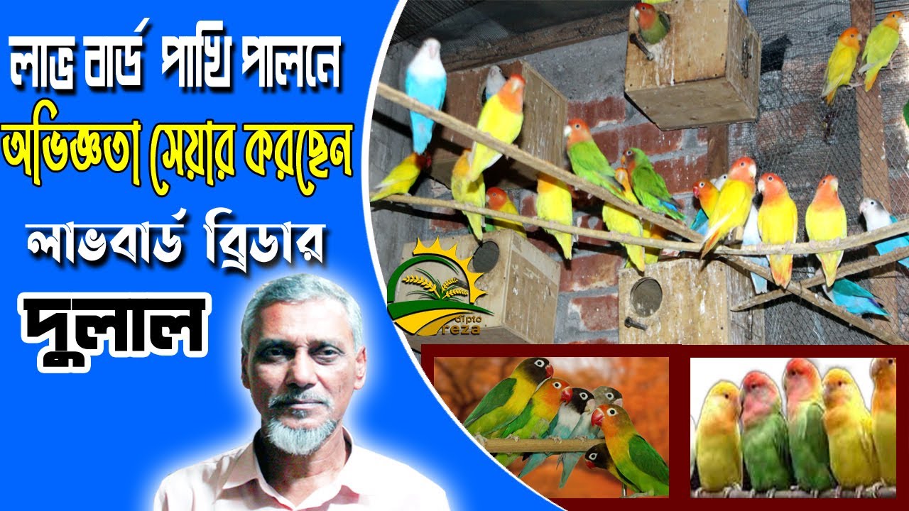 লাভ বার্ড পাখি পালন পদ্ধতি ও দাম সম্পর্কে অভিজ্ঞতা সেয়ার
