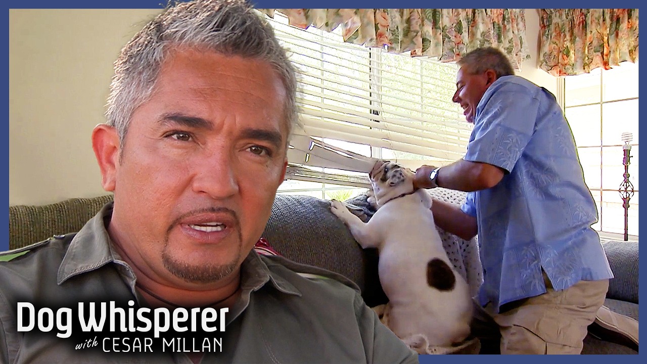 Dog Whisperer S7 3 Hour Marathon! | Ep 1 - 4 | Dog Whisperer With Cesar Millan