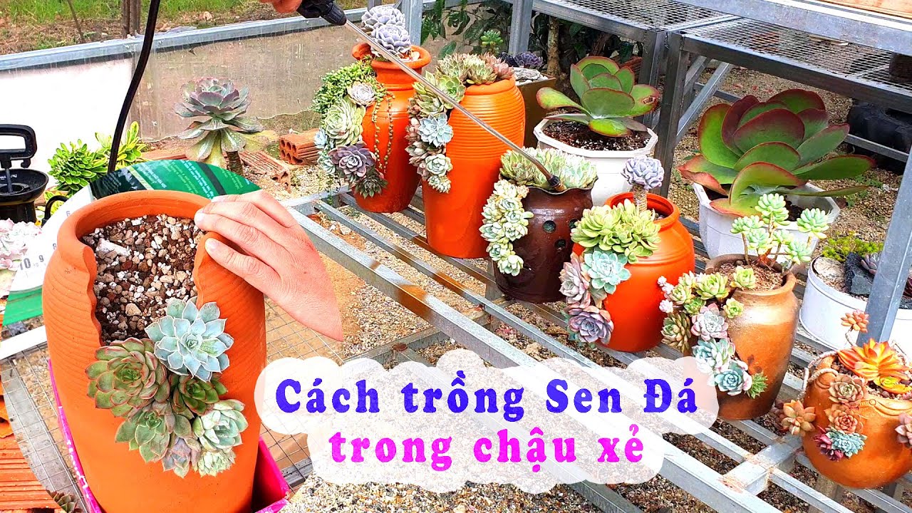 Hướng Dẫn Trồng Sen Đá Trong Chậu Xẻ Đơn Giản Nhất