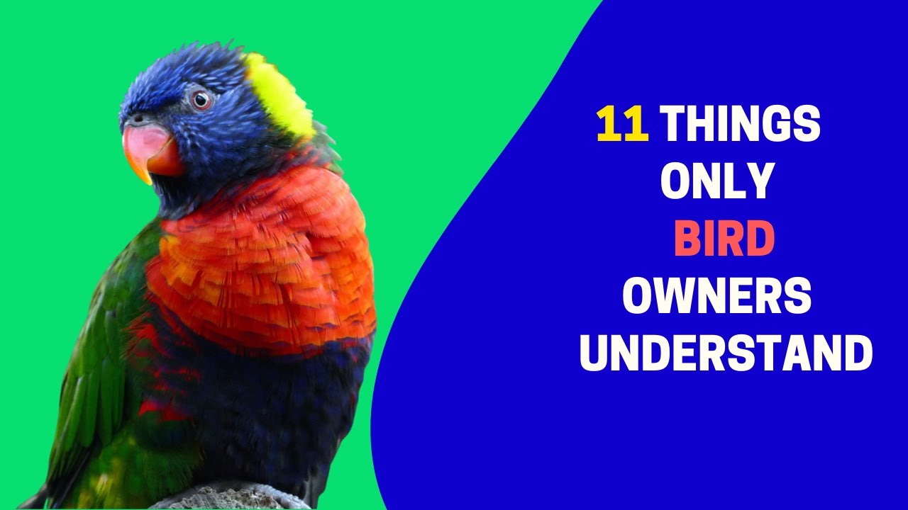 11 Things Only Bird Owners Understand