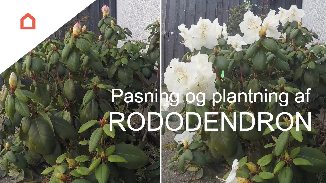 Få smukke rododendron i haven