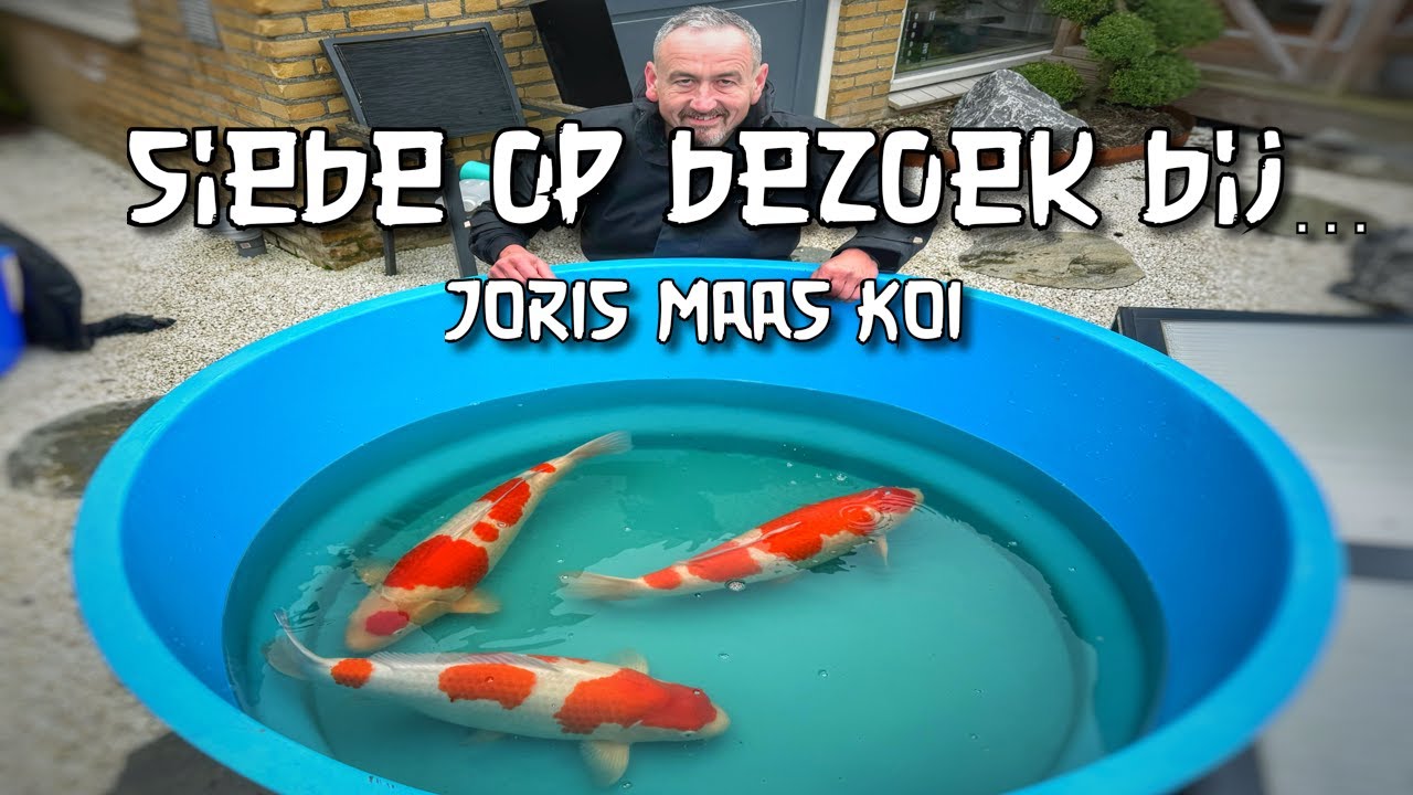 Siebe op bezoek bij... Joris Maas Koi