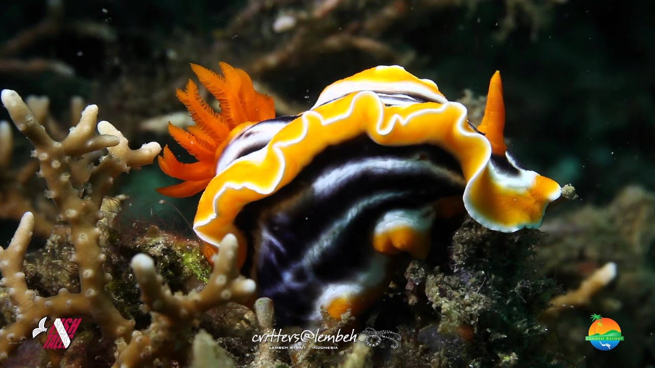 Muck Diving in Lembeh Strait Episode 7