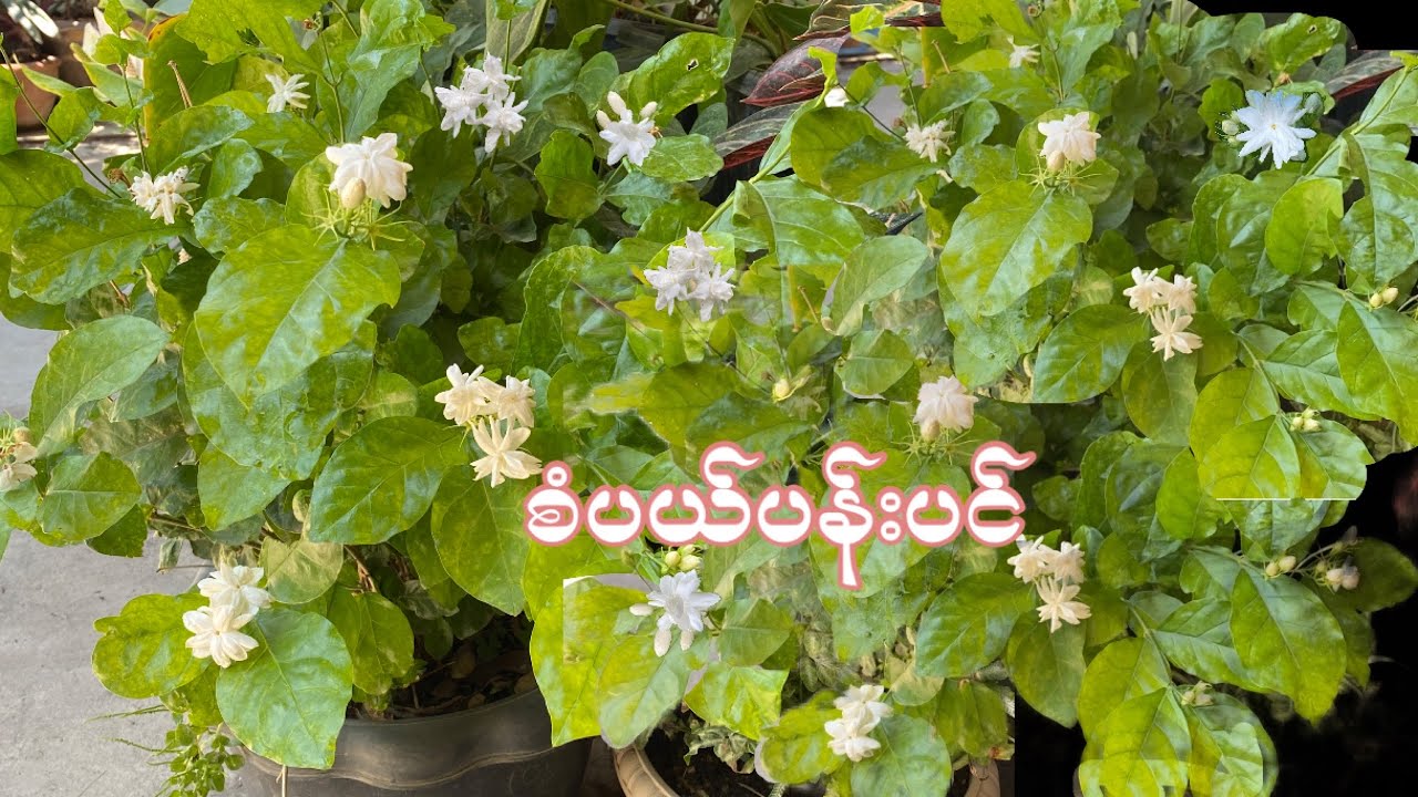 စံပယ်ကိုင်းဖြတ်စိုက်နည်း