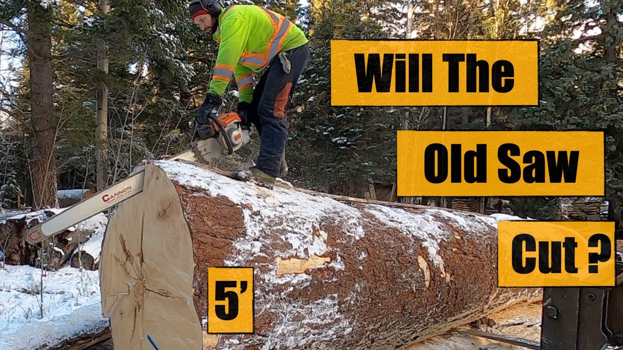 Stihl 090 Chainsaw Comes Out of Retirement to Saw Huge Tree in Half