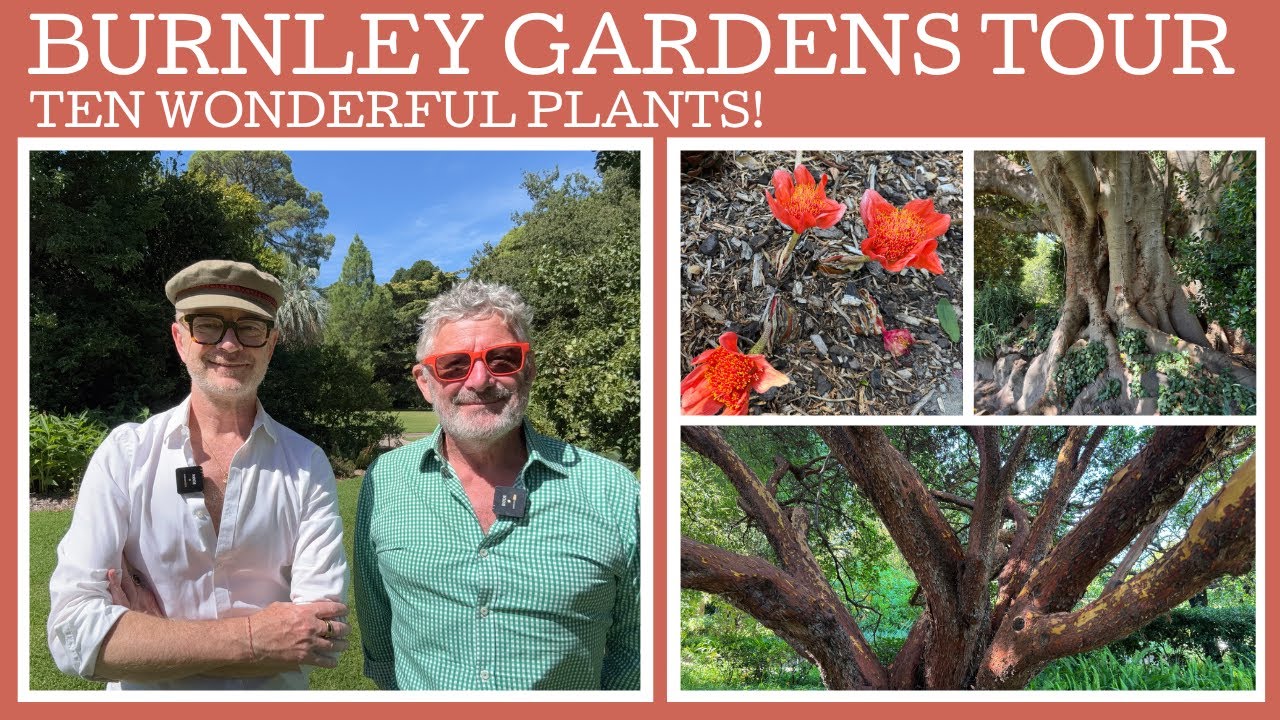 Burnley Gardens: our ten favourite plants!