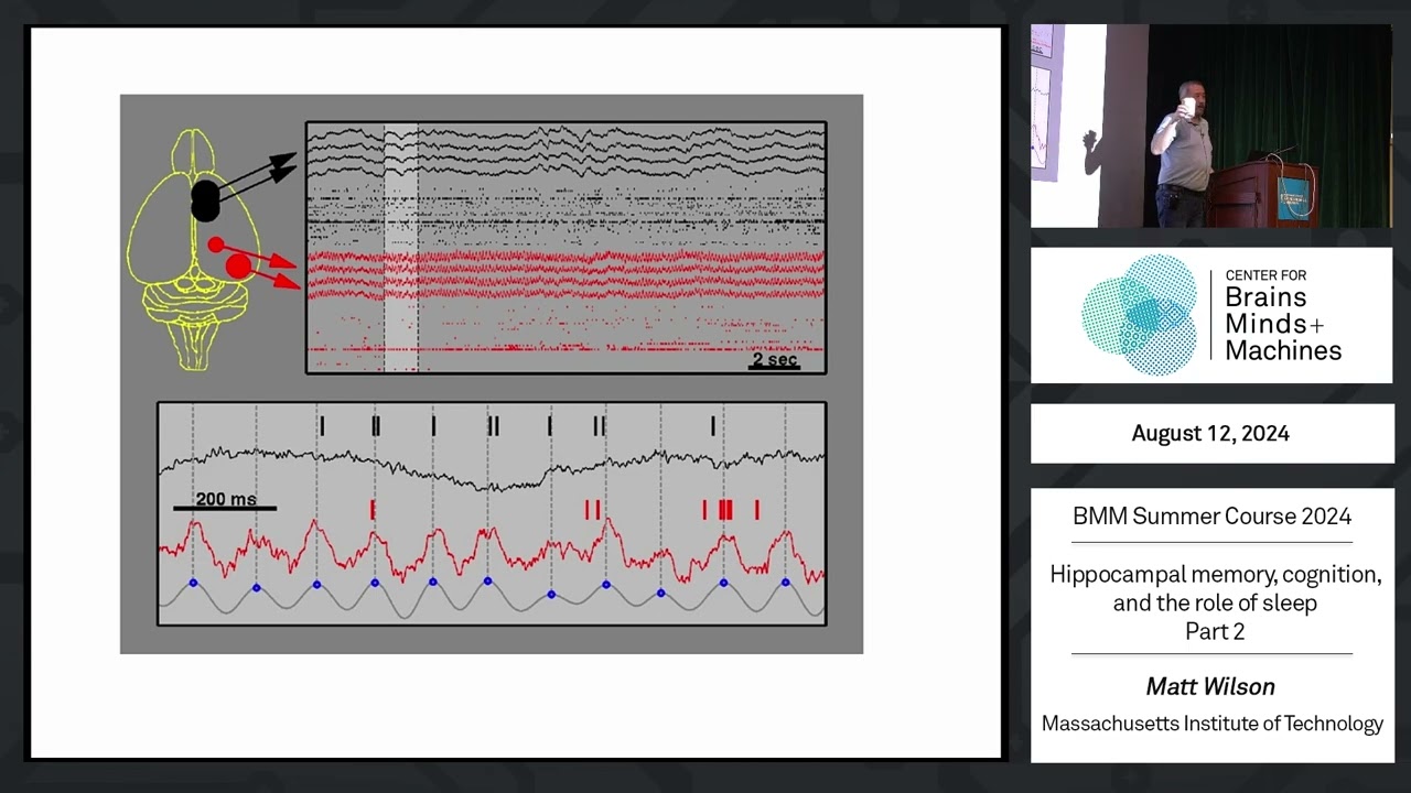 Hippocampal memory, cognition, and the role of sleep - part 2