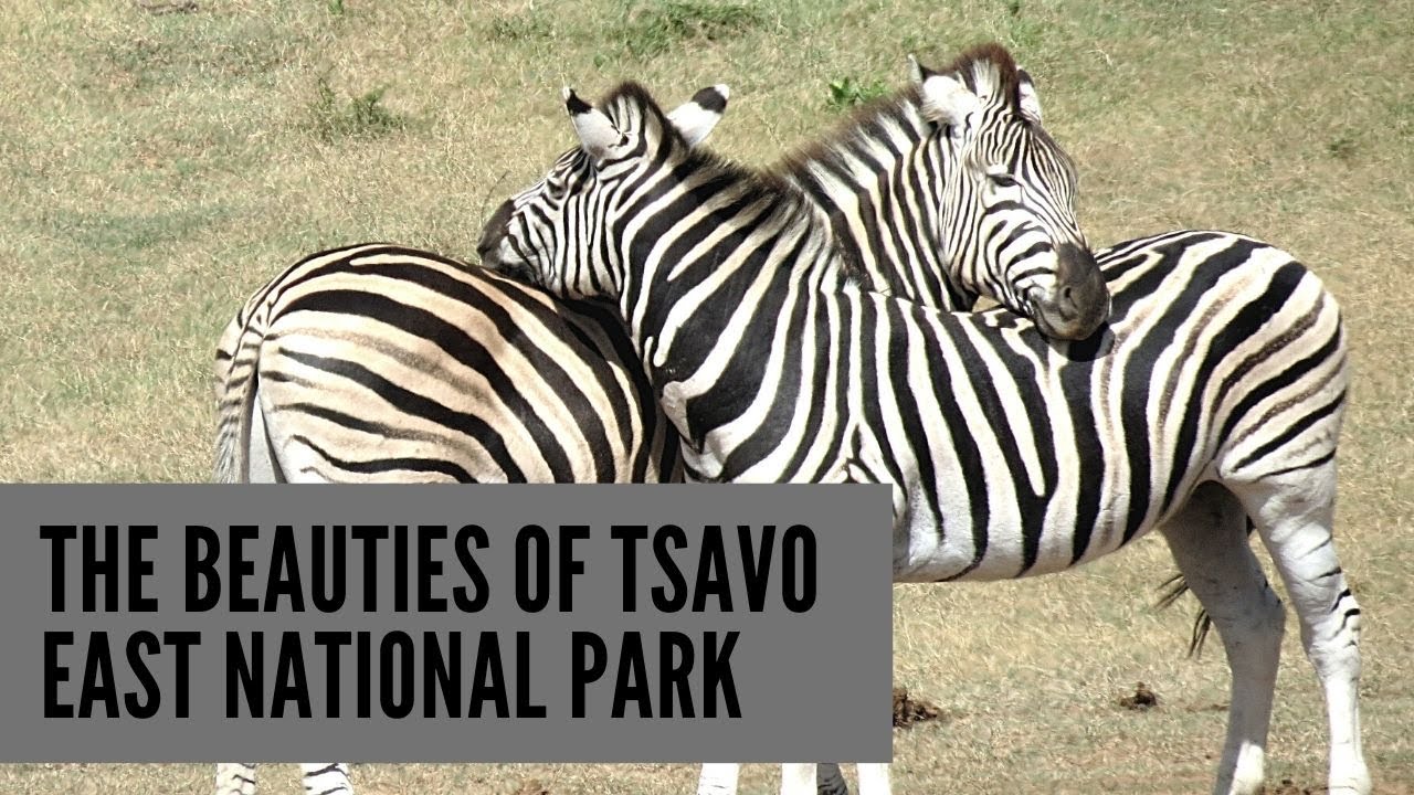 Safari in Tsavo East| Kenya