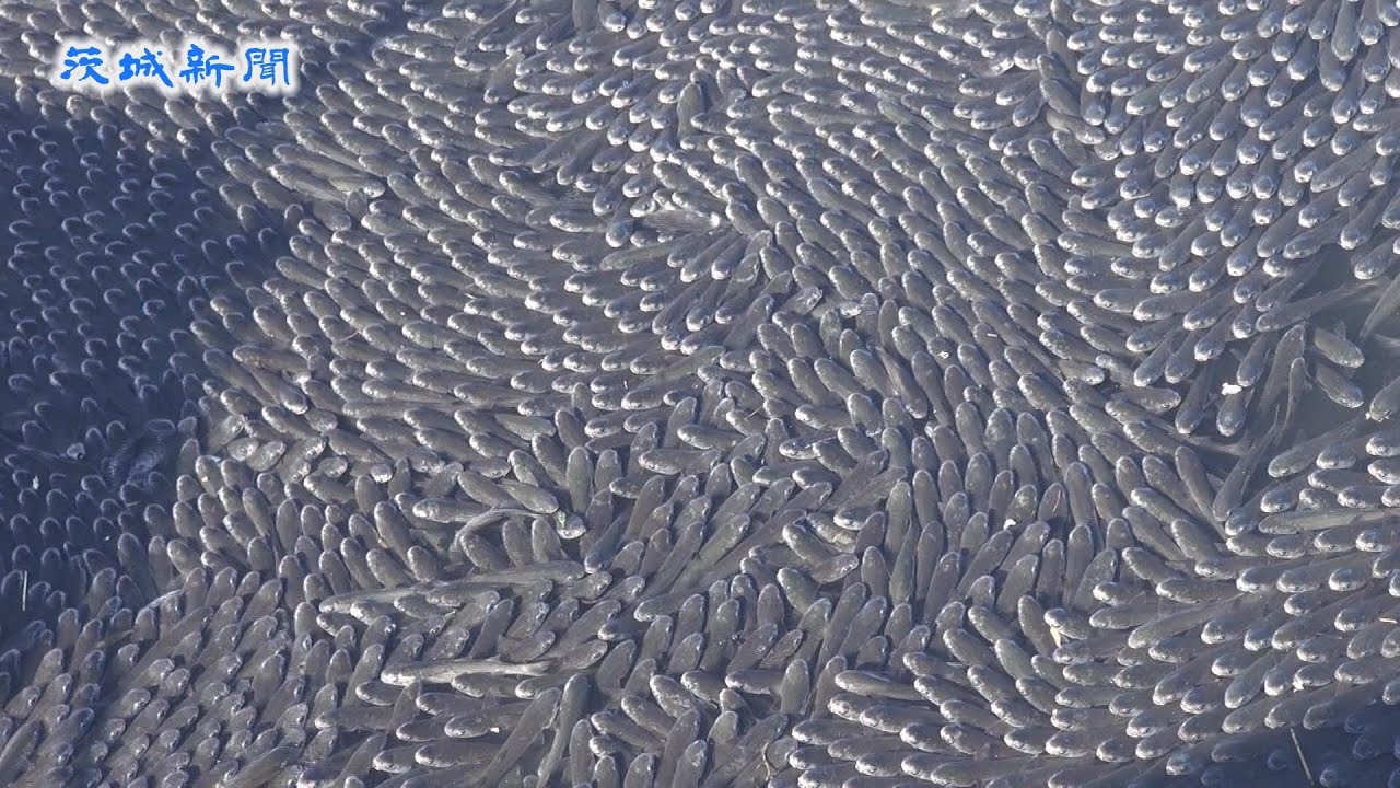 船だまりにボラの大群　大洗町の涸沼川
