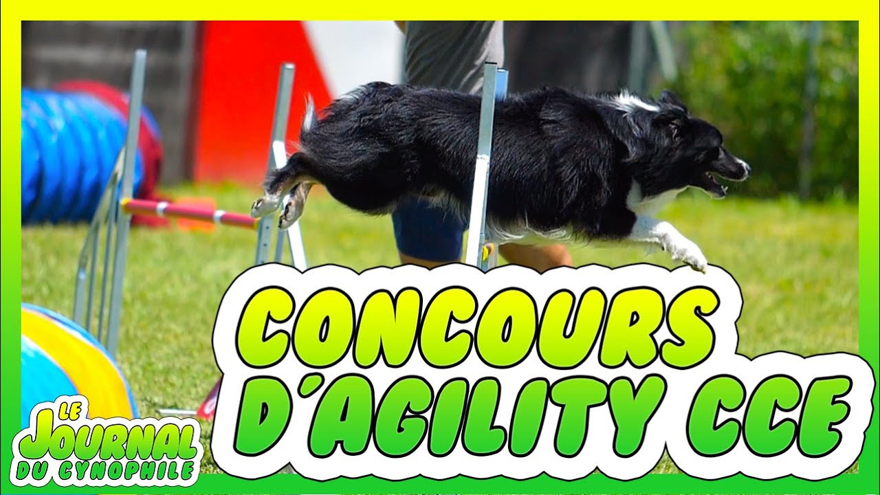 Actus : Concours d'Agility du CCE