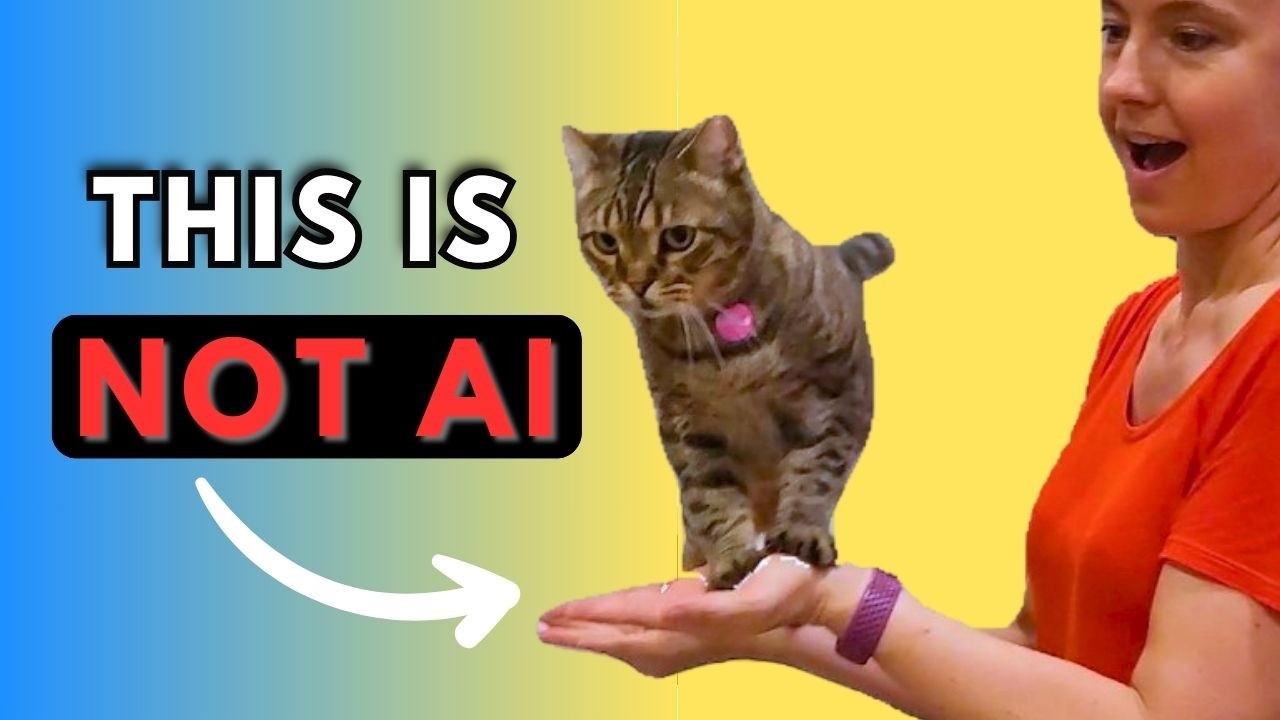 Cats…Just When You Think You’ve Seen It All 😳