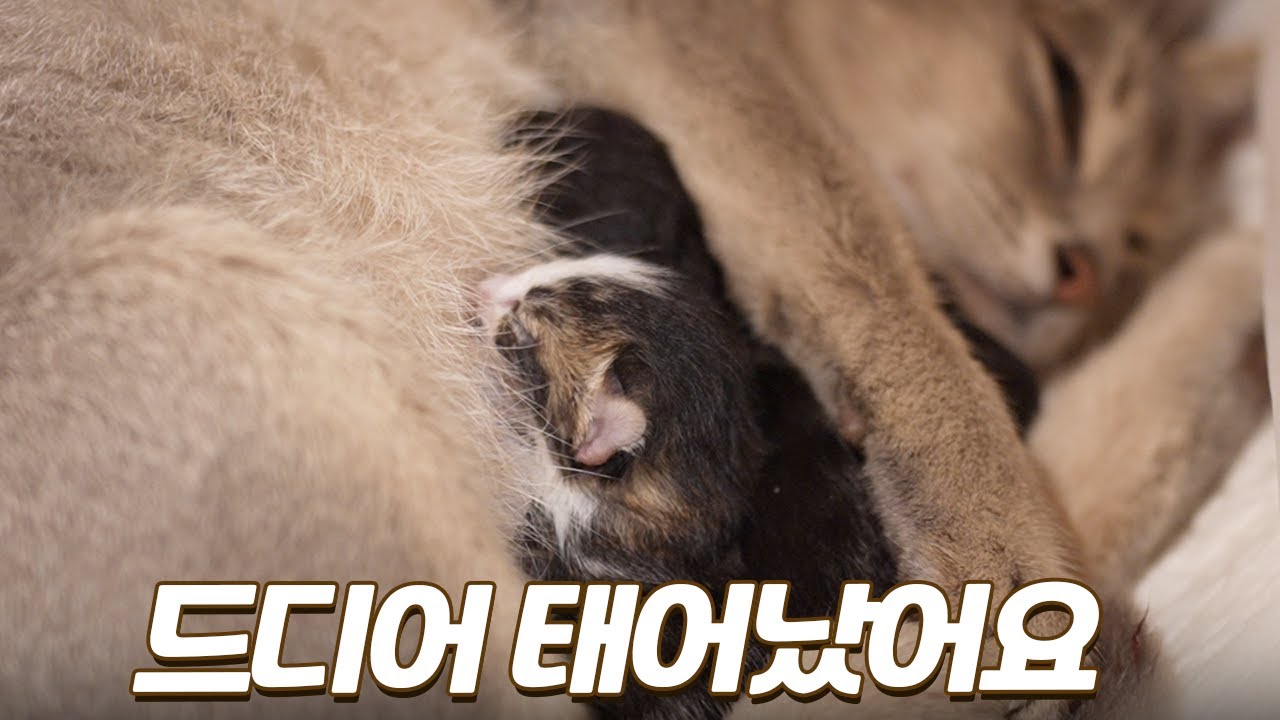 경이롭다는 말 밖에 안 나오는 고양이의 출산 과정 | 만삭으로 구조된 아비 냥이의 마지막 출산