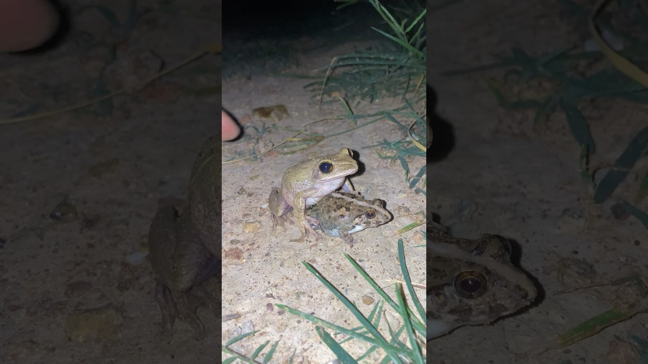 Huh catching frog jumping for fun make you laugh l funny video frog #shorts #shortvideo #shortsfeed