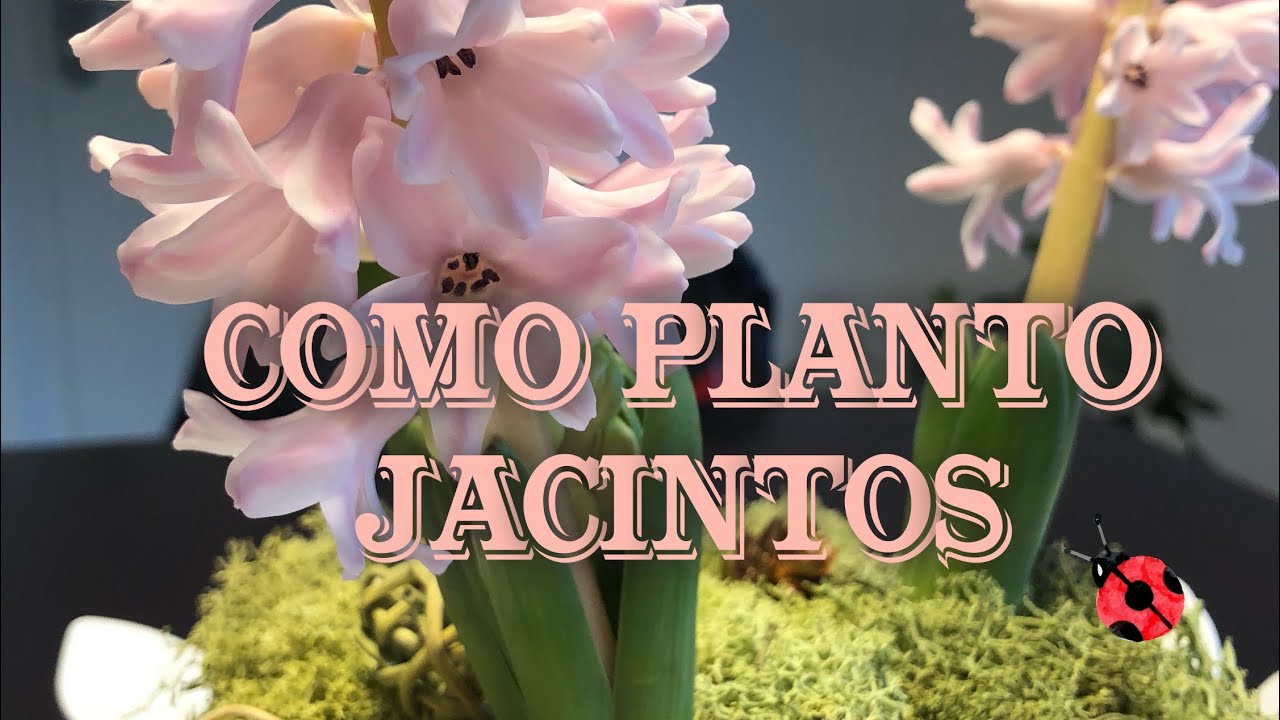 Cómo plantar jacintos