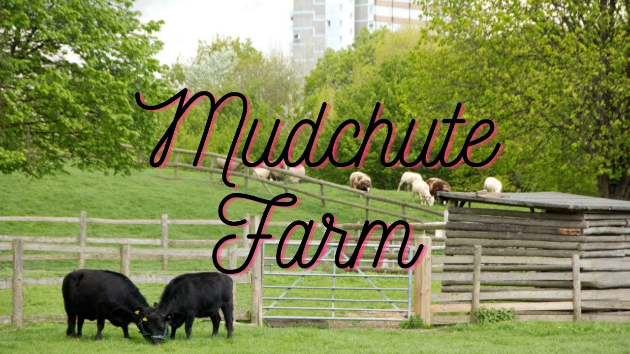 Sunny day at Mudchute Farm | East London