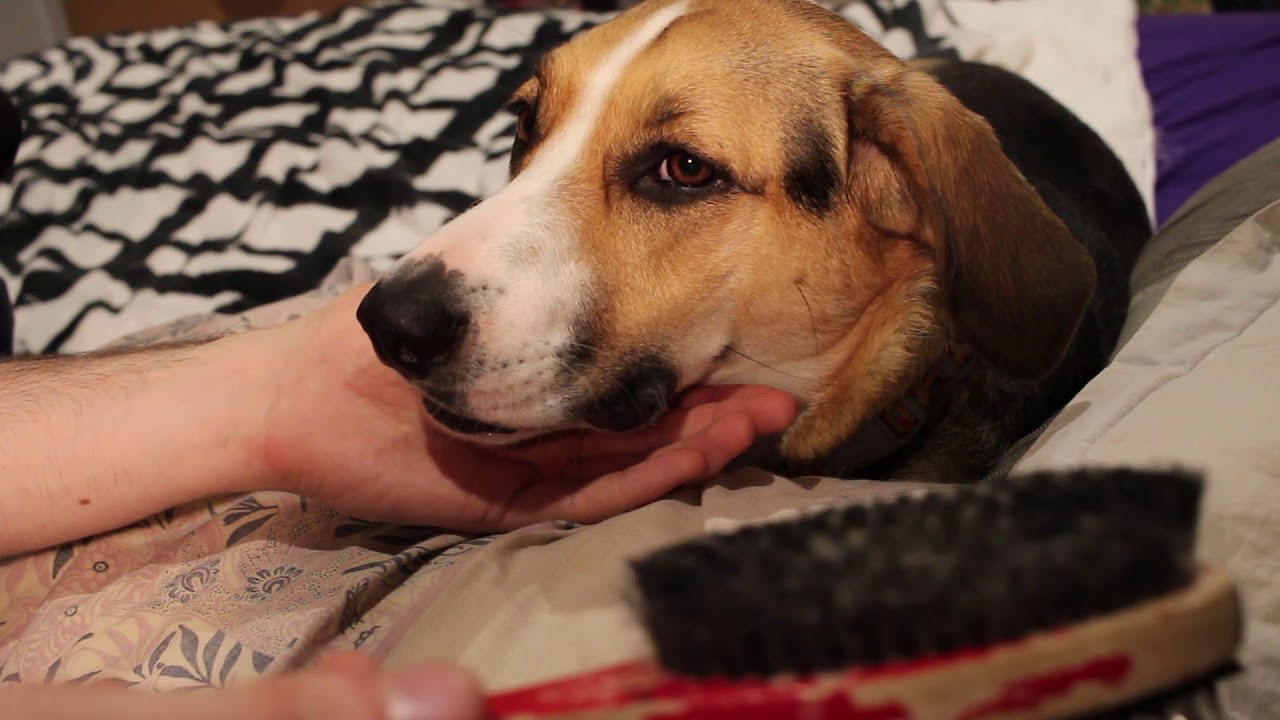 (ASMR) Dang Doggo Brushin!