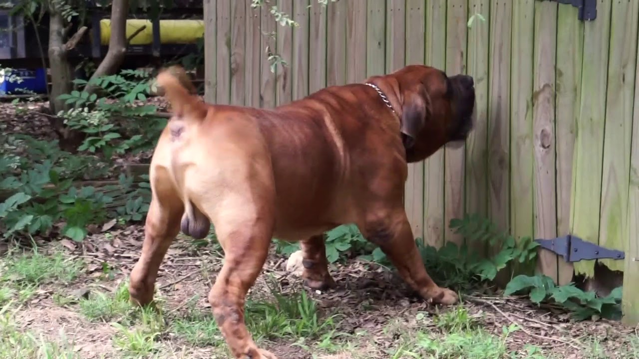 Elevation Bruno