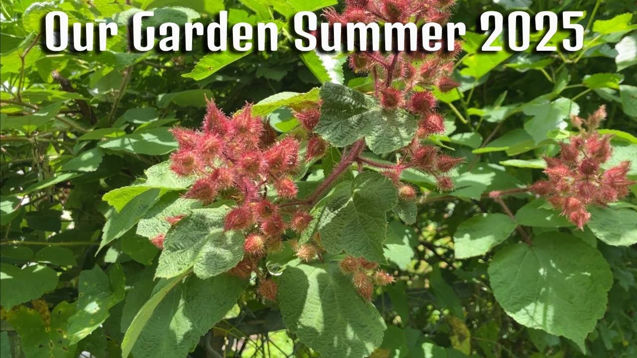 Our Garden - Summer 2025