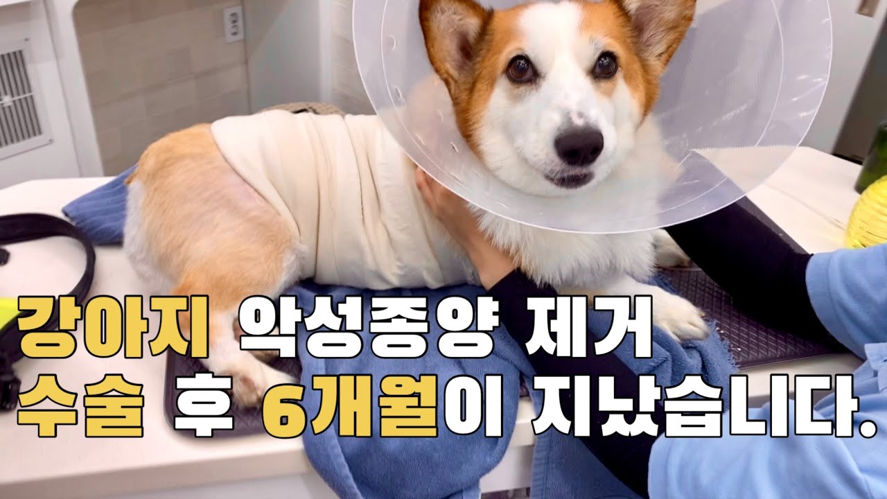 강아지 암 수술(악성종양) 하고 6개월이 지났습니다. / 응원해 주시고 기도해 주셔서 항상 감사드립니다!!