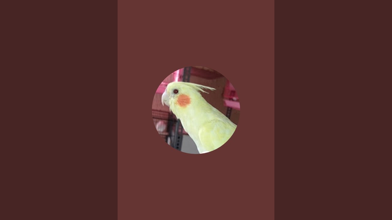 My birds Aviary is live!