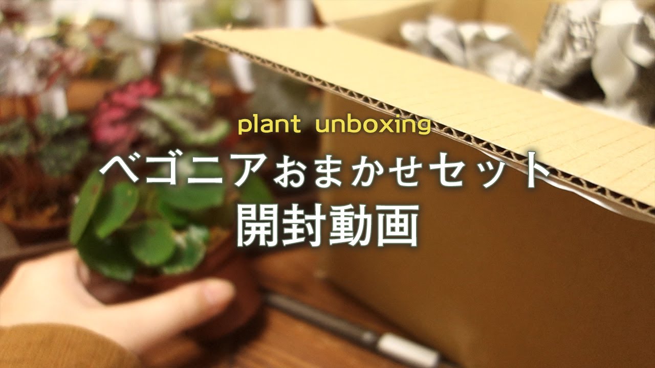 【Plant】ベゴニアおまかせセットの開封丨植え替え丨観葉植物丨植物紹介丨レックスベゴニア丨begonia丨House plants丨plant Unboxing