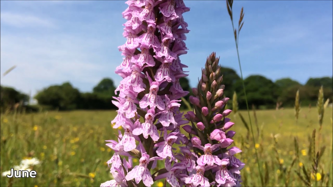 A whole wildflower meadow year in two minutes
