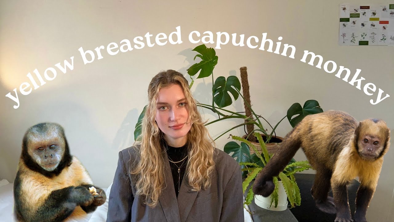 Inside the Life of an Endangered Primate: The Yellow-Breasted Capuchin