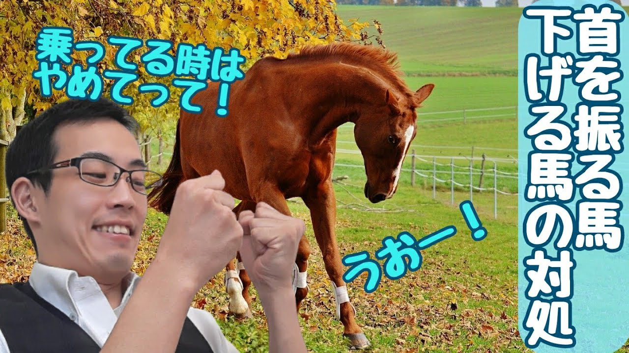 馬が首を振る理由は？首を下げる時、引っ張られた時の対処法を解説！