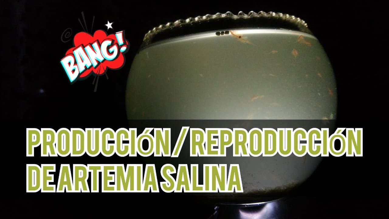 COMO CRIAR / REPRODUCIR ARTEMIA SALINA