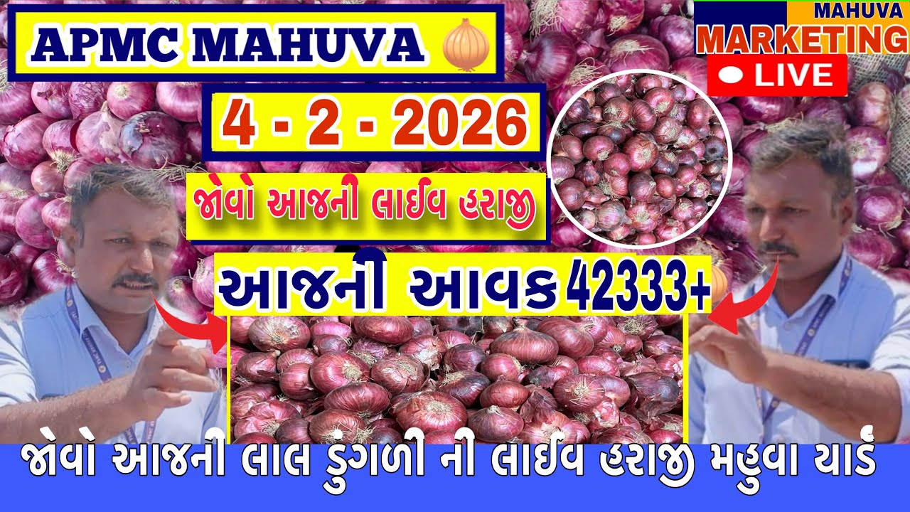 જોવો આજની લાલ ડુંગળી ની લાઈવ હરાજી || APMC MAHUVA || આજની આવક 42333+ થેલા આખી ||