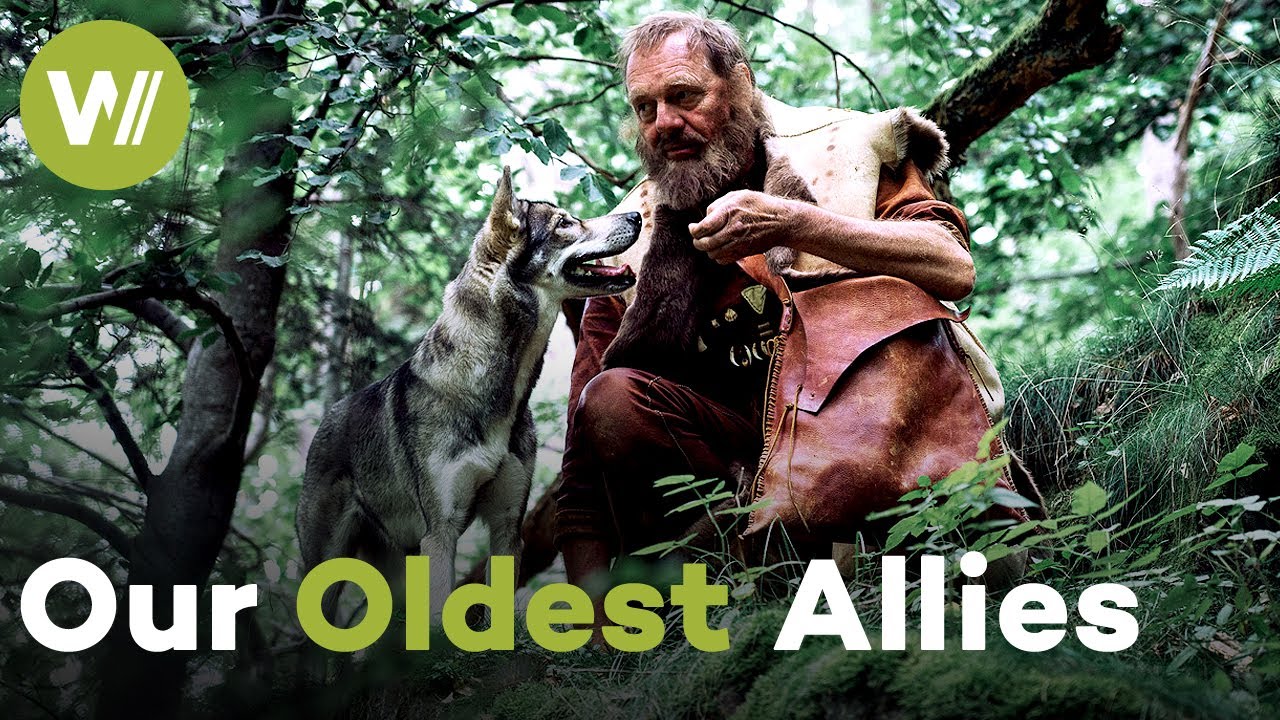 The History of Animal Domestication from the Neolithic to the Middle Ages | Taming the Beasts (1/2)