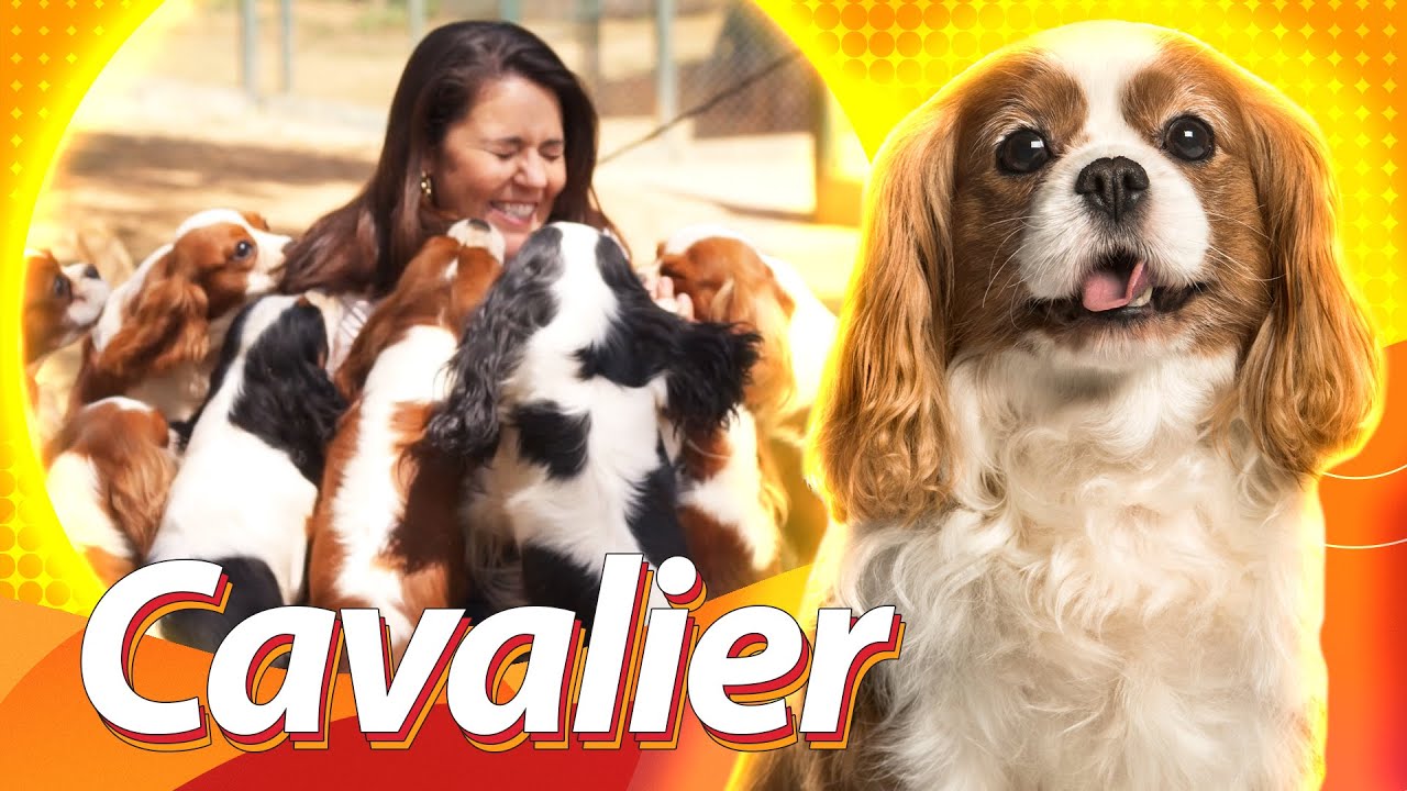 Cavalier King Charles Spaniel - O cão da realeza | Guia de Raças Baw Waw