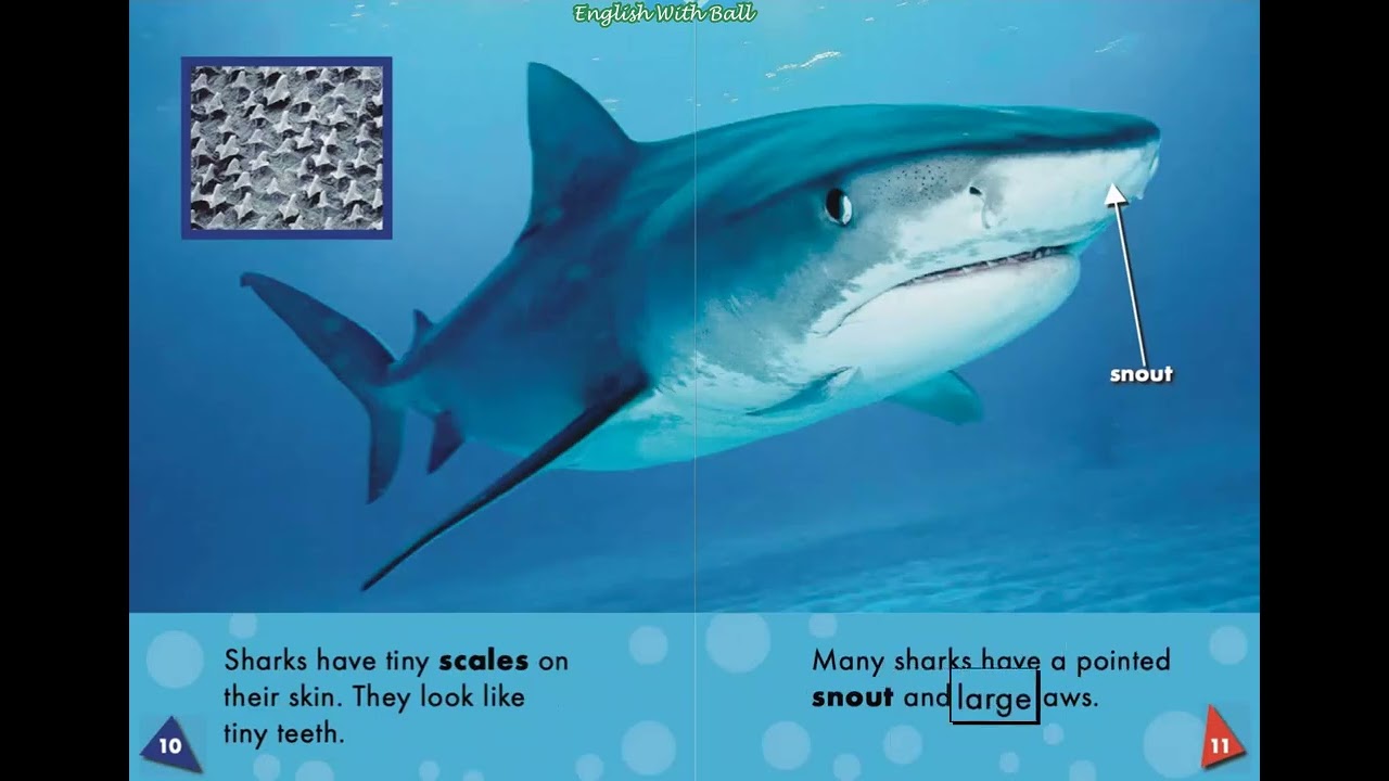 Sharks: Oceans Alive