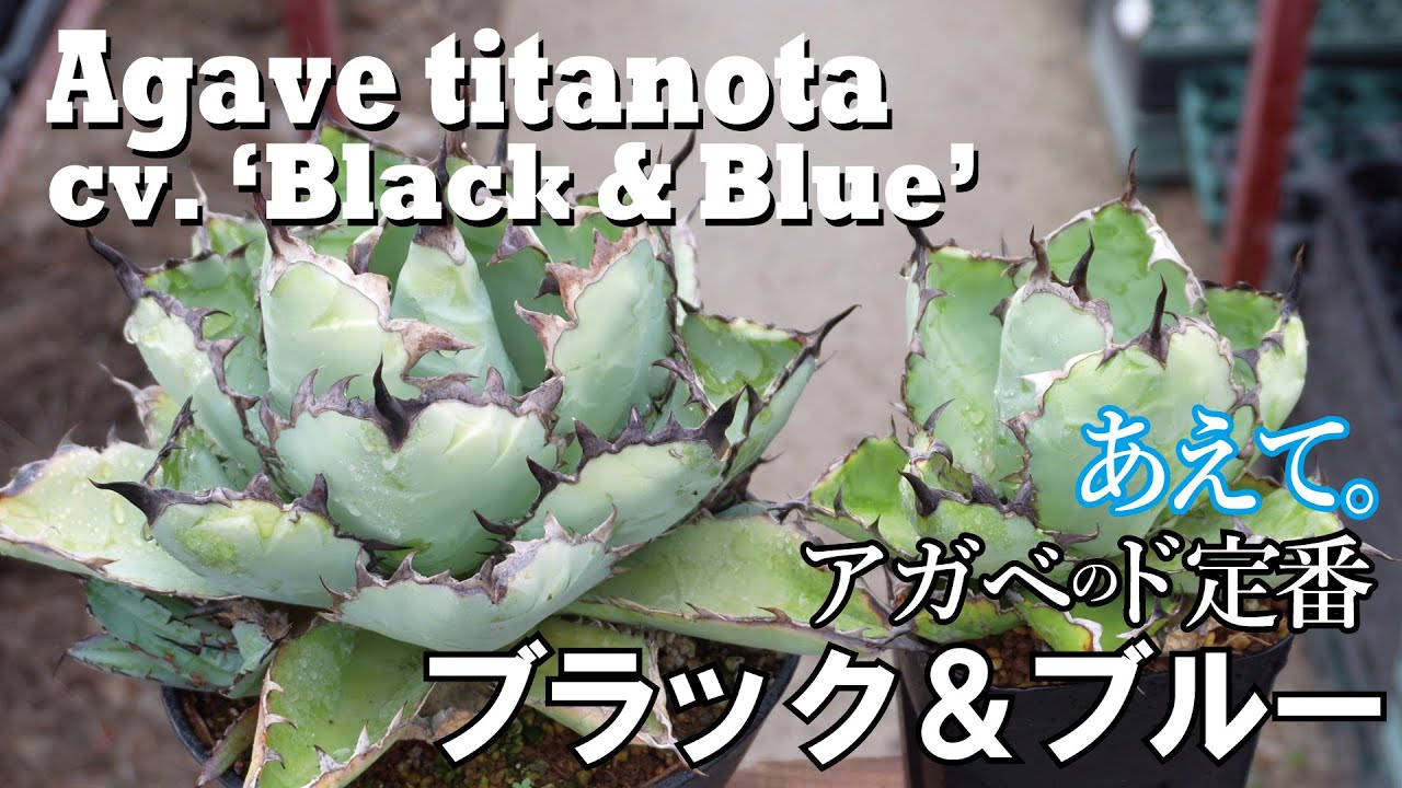 Agave titanota cv. 'Black & Blue'【初心者向け】アガベ・チタノタ cv. ブラック＆ブルーを紹介します！
