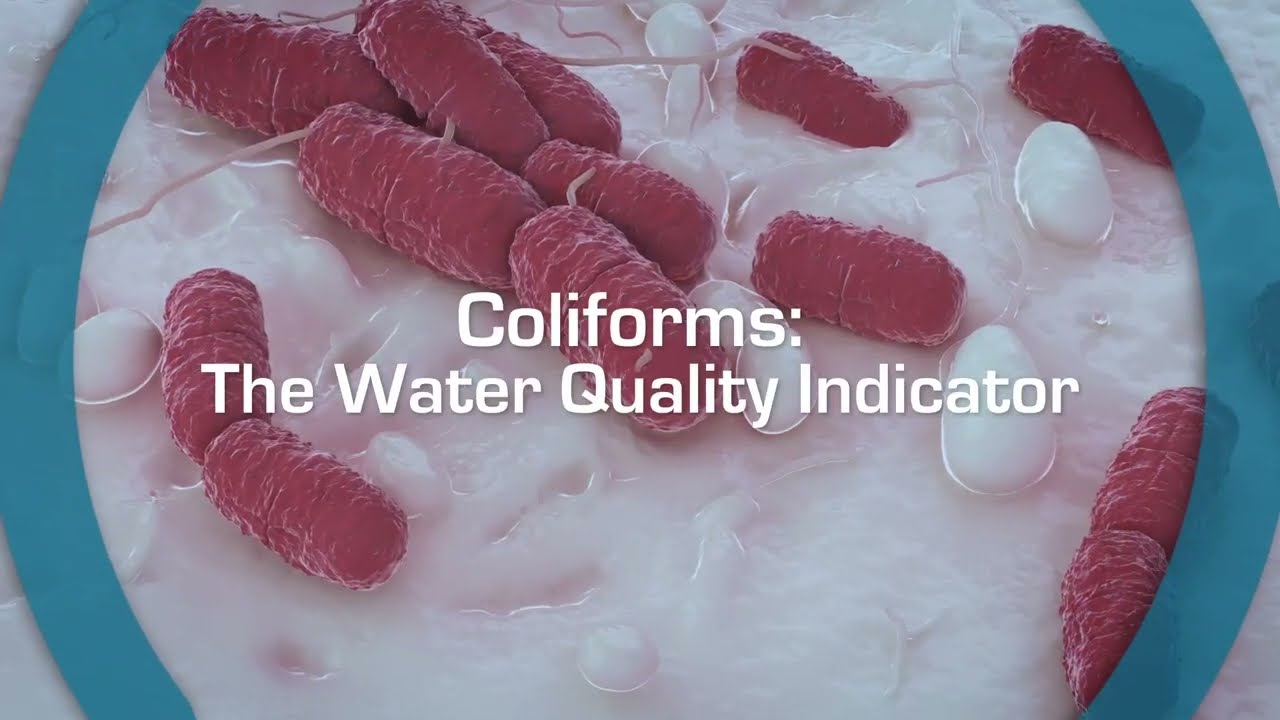 Колиформы: индикатор качества воды | Esco Scientific