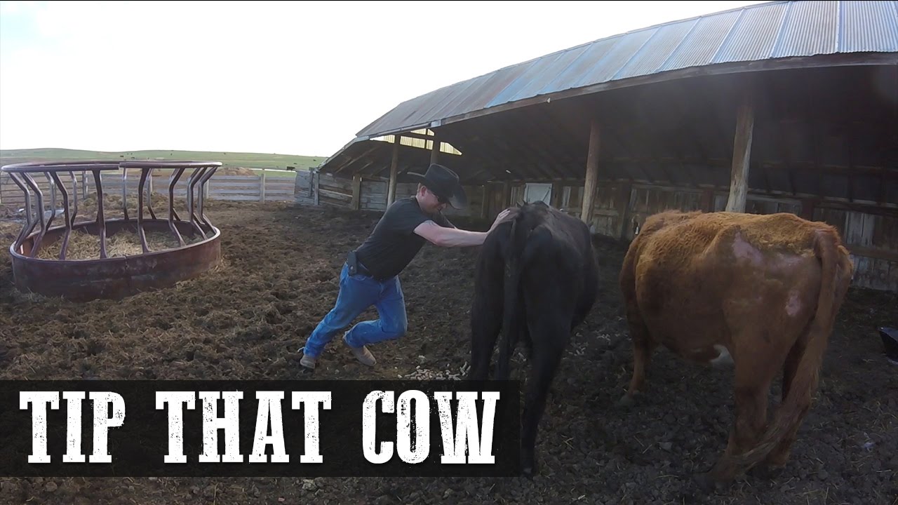 Tip That Cow