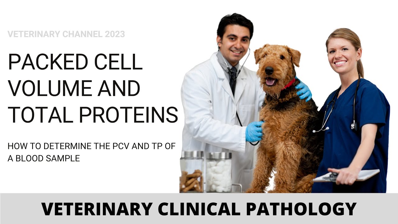 HOW TO DETERMINE PACKED CELL VOLUME AND TOTAL PROTEINS