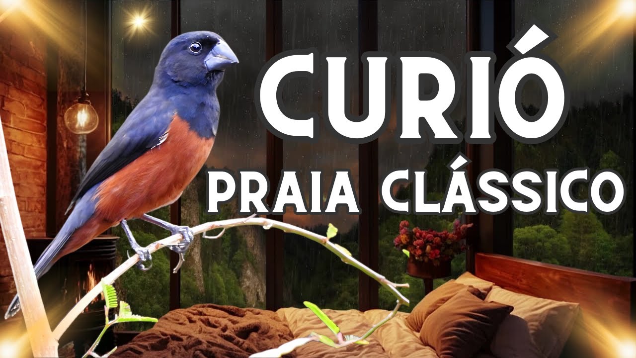 Canto praia clássico filhotes de curió !