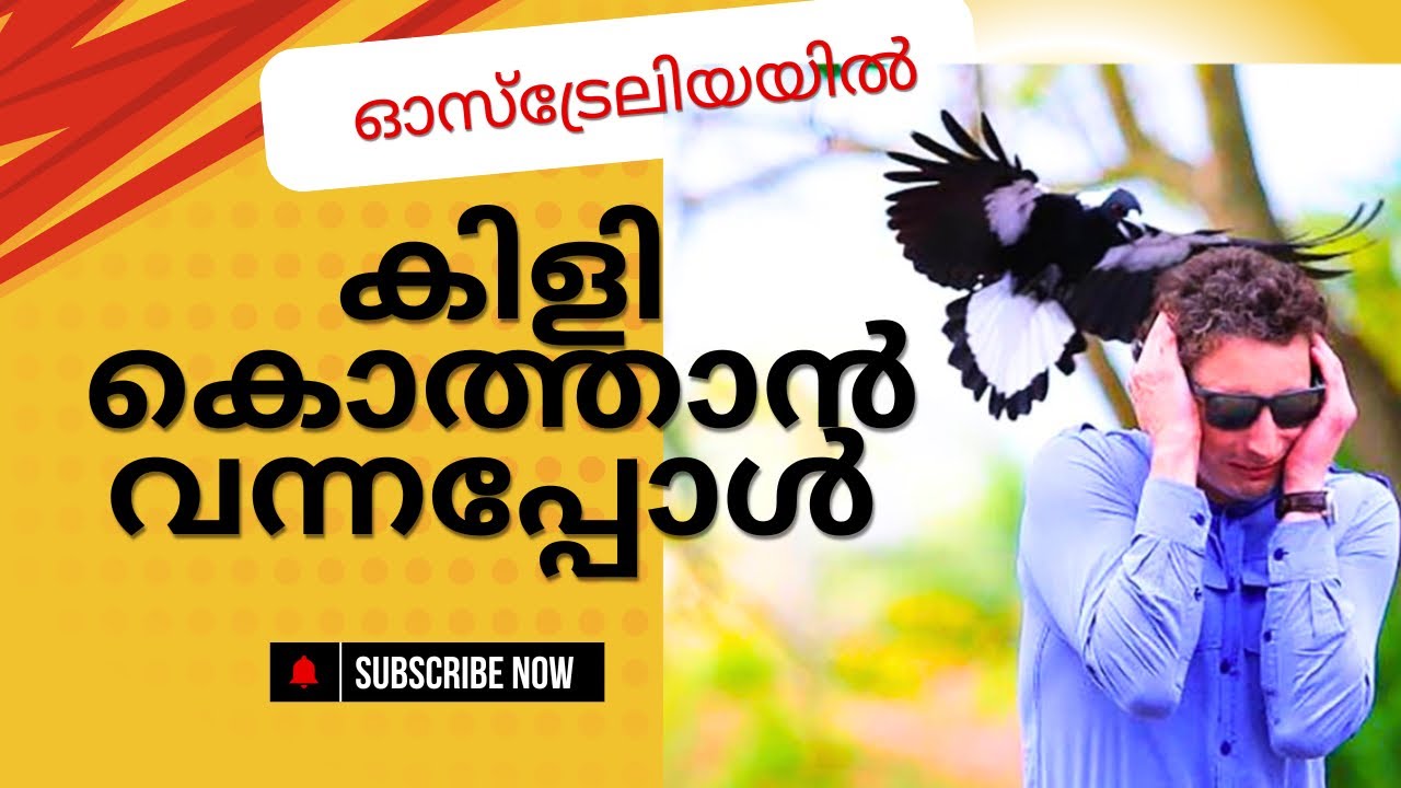 ഈ കിളി നമ്മളെ കണ്ടാൽ തലയിൽ ഓടിച്ചിട്ട് കൊത്തും ..