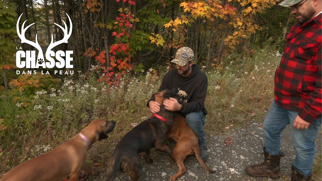 Les chiens de sang au Québec