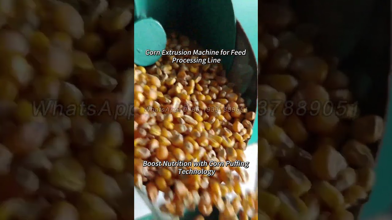 Corn Extrusion Machine for Feed Processing Line #FeedExtruder #SoybeanExtruder