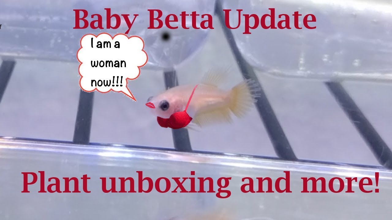 Baby Betta Update, Plant unboxing and more