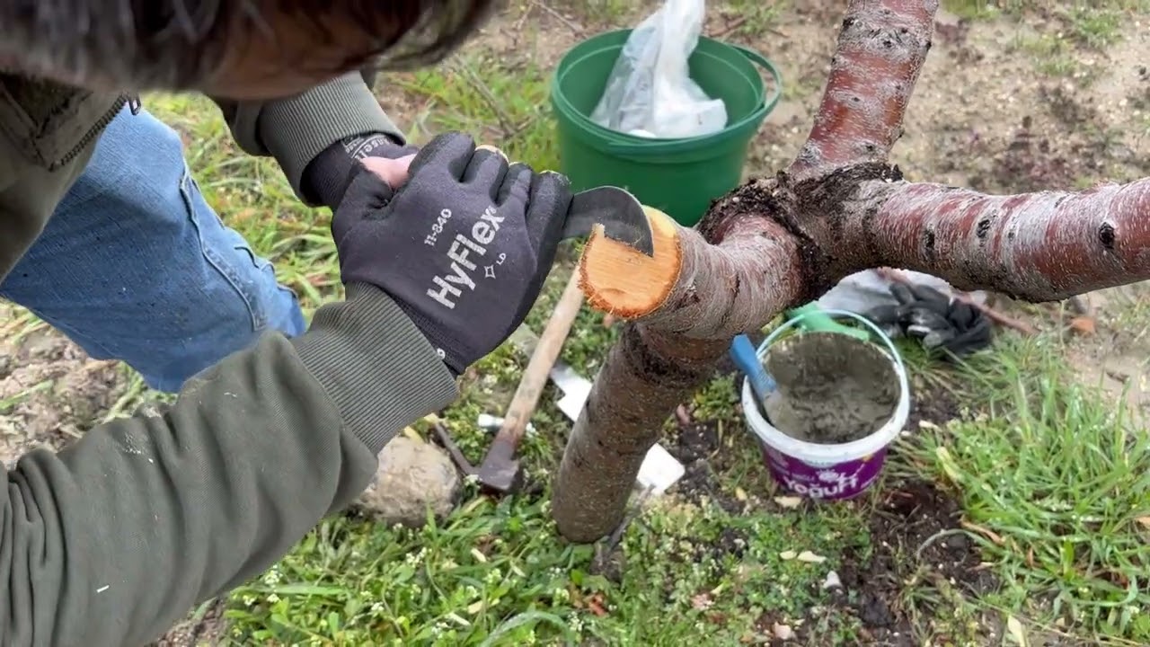Bademe kayısı aşısı.  apricot  grafting