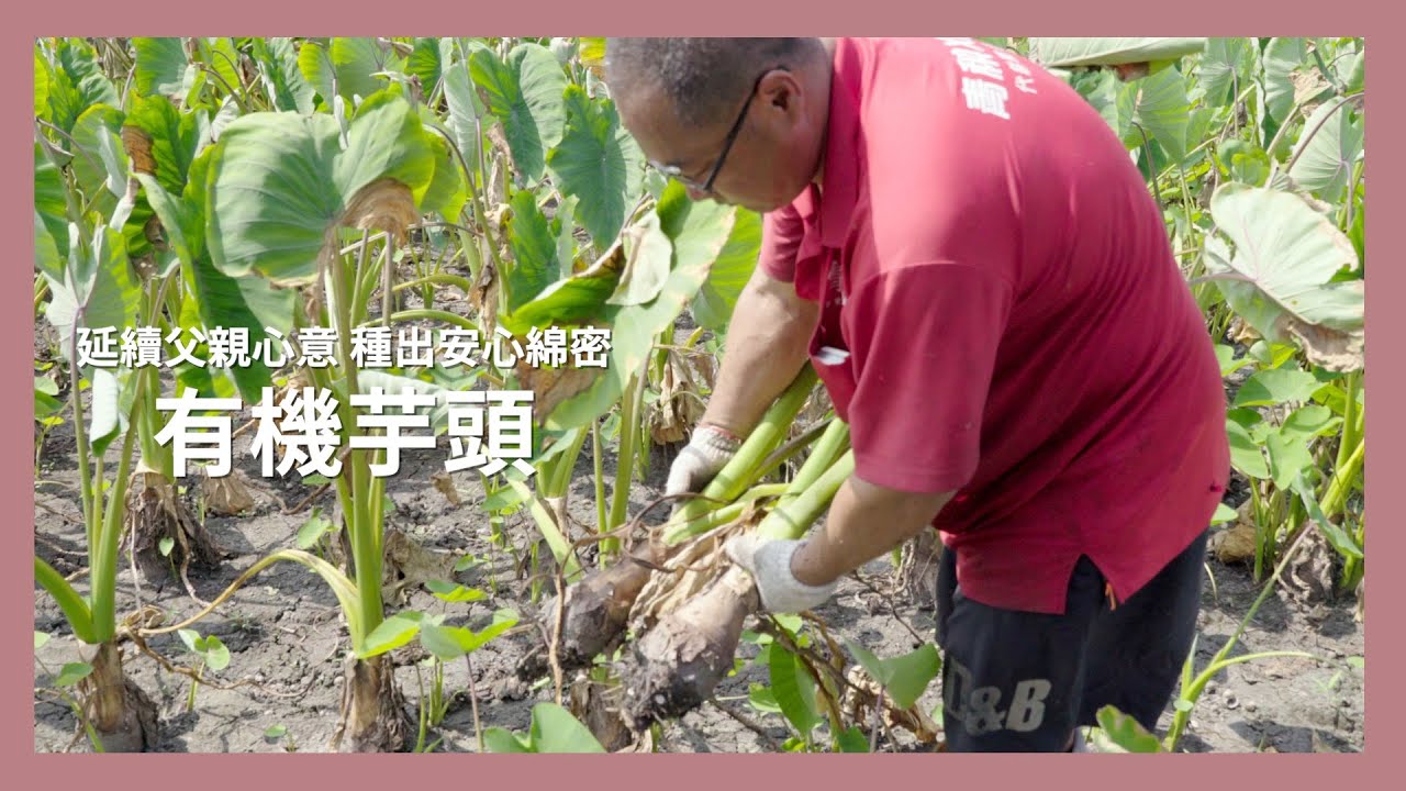 延續父親心意 種出安心綿密．有機芋頭－【 里仁有機蔬果 】