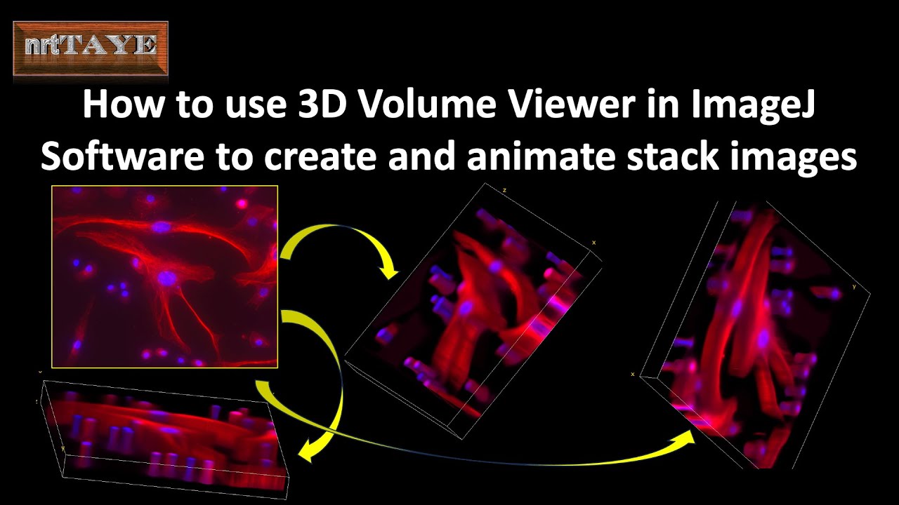 Как использовать 3D Volume Viewer в программе ImageJ для создания и анимации стековых изображений